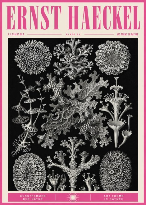 Ernst Haeckel Lichens - Plate 83 No5 - Juliste