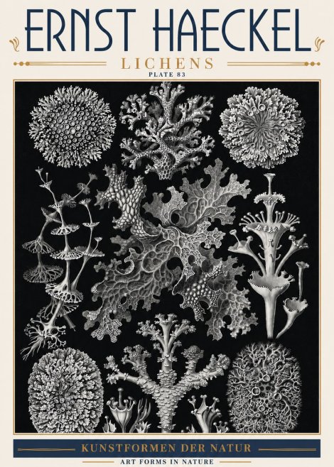 Ernst Haeckel Lichens - Plate 83 No6 - Juliste