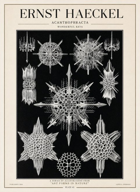 Ernst Haeckel Acanthophracta - Wonderful Rays No1 - Juliste