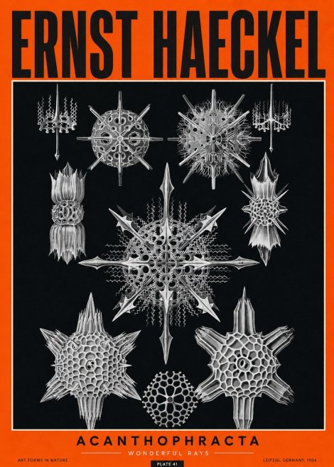 Ernst Haeckel Acanthophracta - Wonderful Rays No2 - Juliste