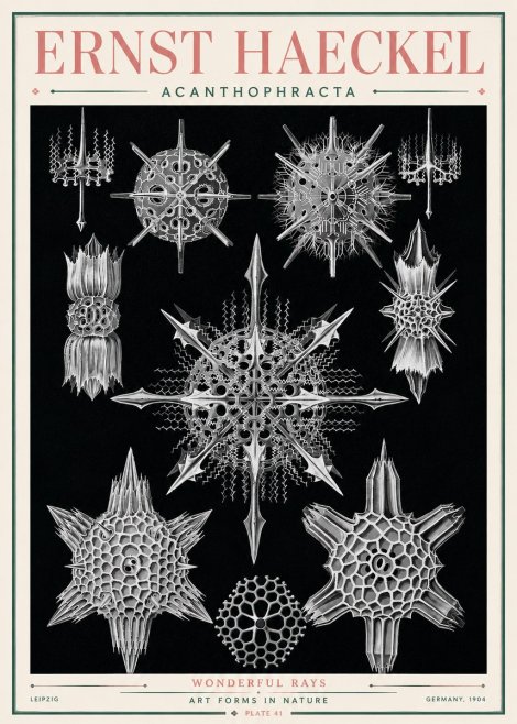 Ernst Haeckel Acanthophracta - Wonderful Rays No3 - Juliste