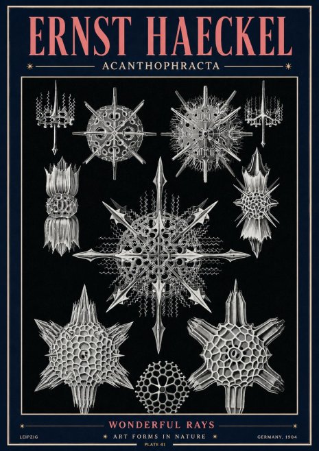 Ernst Haeckel Acanthophracta - Wonderful Rays No4 - Juliste