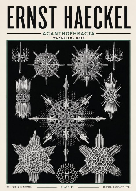 Ernst Haeckel Acanthophracta - Wonderful Rays No5 - Juliste