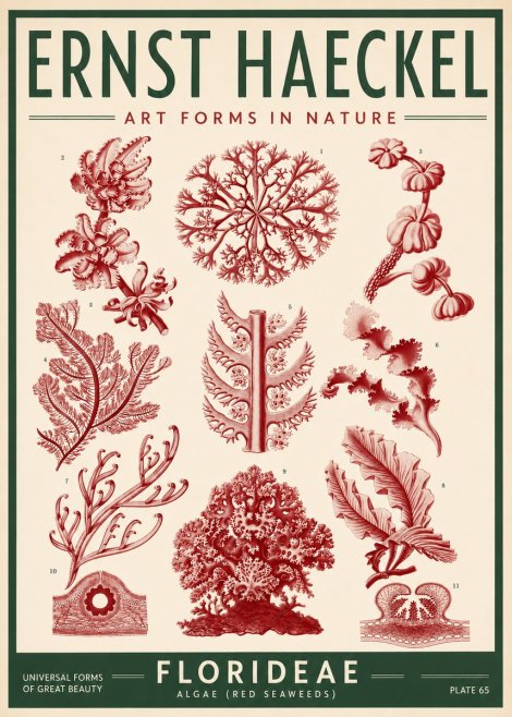 Ernst Haeckel Florideae (Red Seaweeds) No3 - Juliste