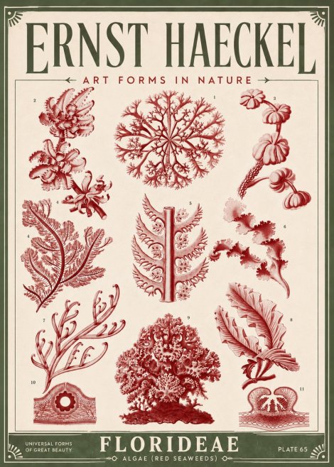Ernst Haeckel Florideae (Red Seaweeds) No6 - Juliste