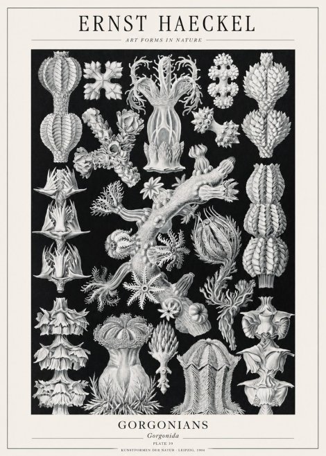 Ernst Haeckel Gorgonians No1 - Juliste
