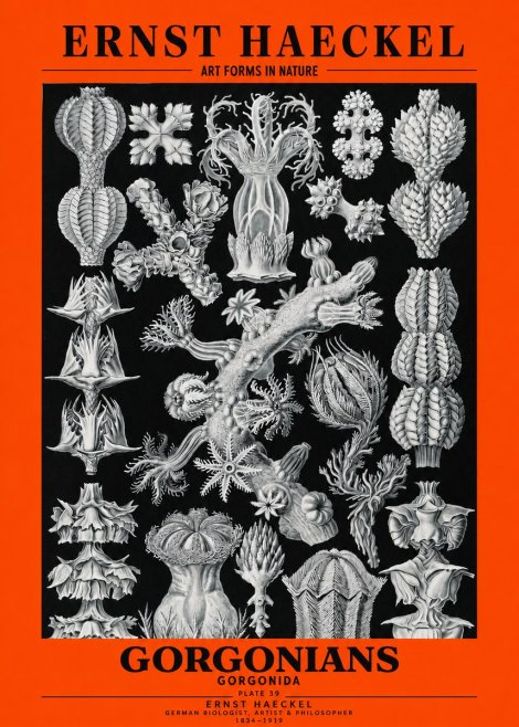 Ernst Haeckel Gorgonians No3 - Juliste