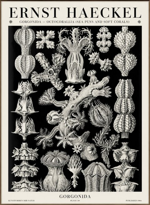 Ernst Haeckel Gorgonians No6 - Juliste