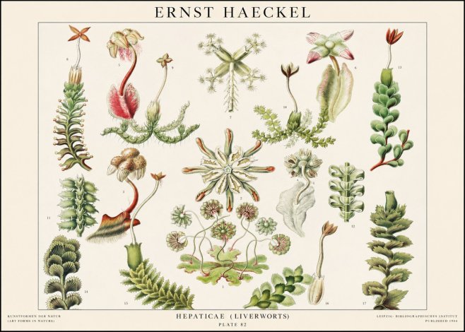 Ernst Haeckel Hepaticae (Liverworts) - Plate 82 No1 - Juliste