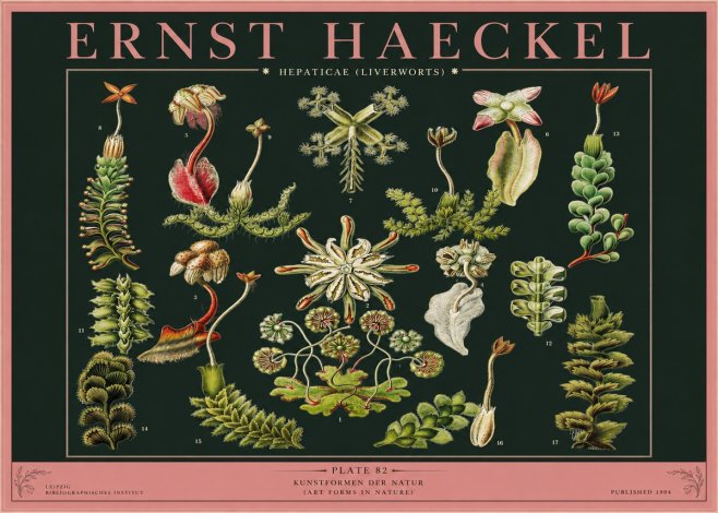 Ernst Haeckel Hepaticae (Liverworts) - Plate 82 No2 - Juliste