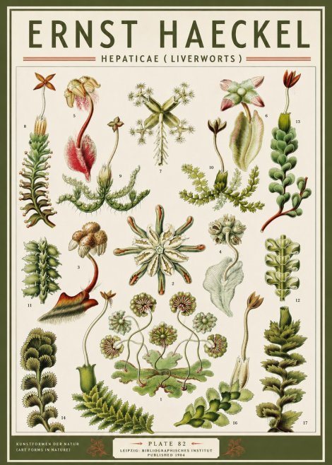 Ernst Haeckel Hepaticae (Liverworts) - Plate 82 No3 - Juliste