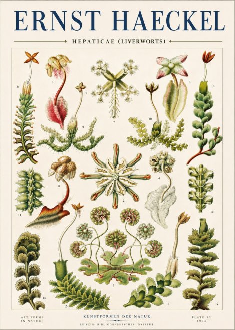Ernst Haeckel Hepaticae (Liverworts) - Plate 82 No4 - Juliste