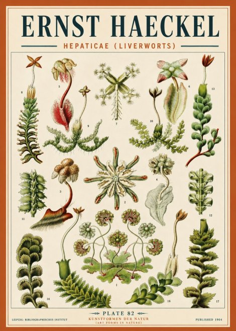 Ernst Haeckel Hepaticae (Liverworts) - Plate 82 No5 - Juliste