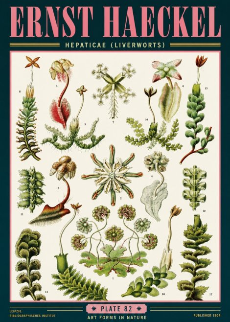 Ernst Haeckel Hepaticae (Liverworts) - Plate 82 No6 - Juliste