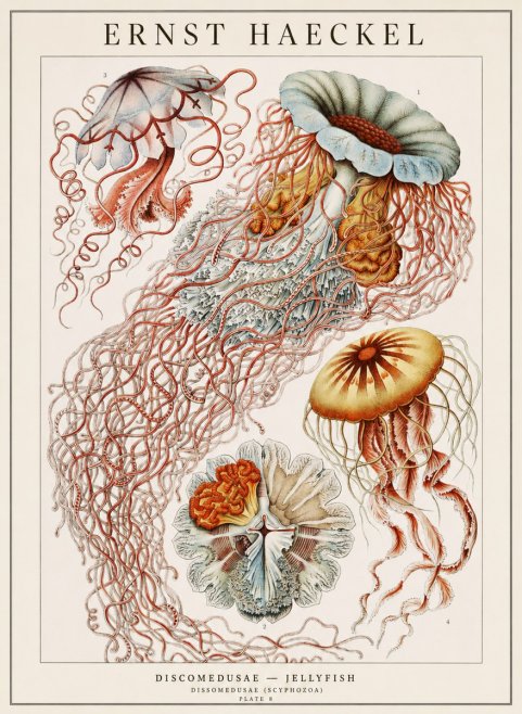 Ernst Haeckel Discomedusae — Jellyfish No1 - Juliste