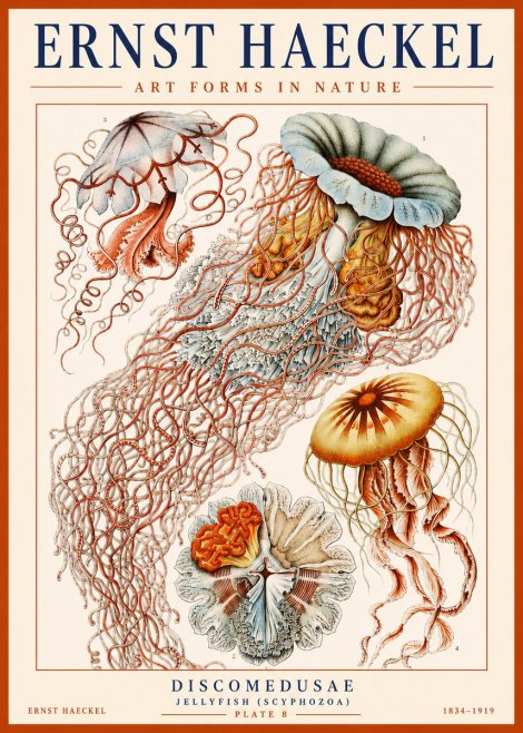 Ernst Haeckel Discomedusae — Jellyfish No3 - Juliste