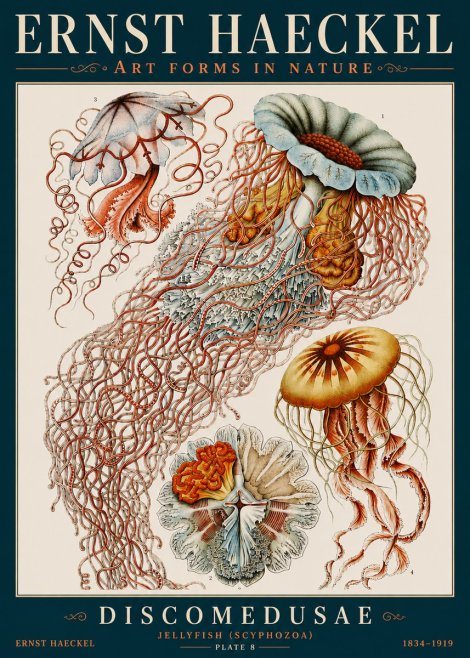 Ernst Haeckel Discomedusae — Jellyfish No4 - Juliste