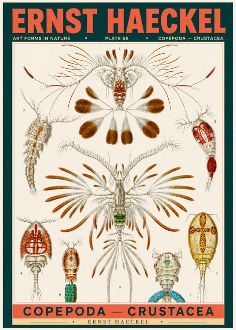 Ernst Haeckel Copepoda — Crustacea Plate 56 No2 - Juliste