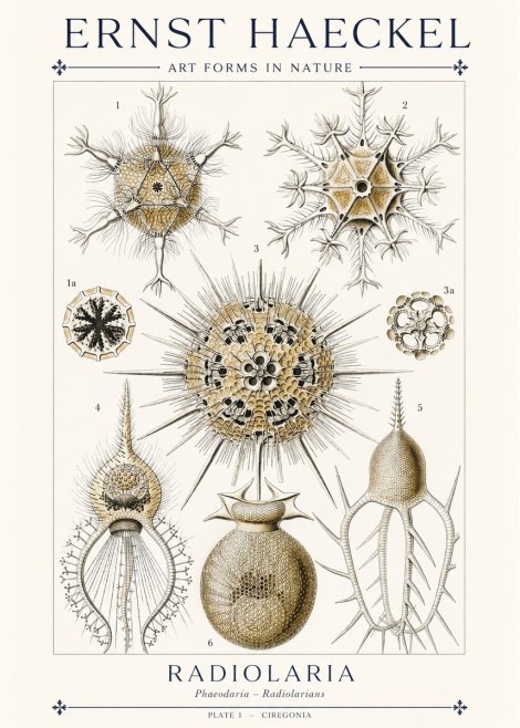 Ernst Haeckel Radiolaria - Plate 1 - Ciregonia No1 - Juliste