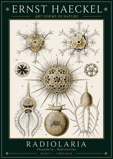 Ernst Haeckel Radiolaria - Plate 1 - Ciregonia No3 - Juliste