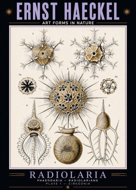 Ernst Haeckel Radiolaria - Plate 1 - Ciregonia No5 - Juliste