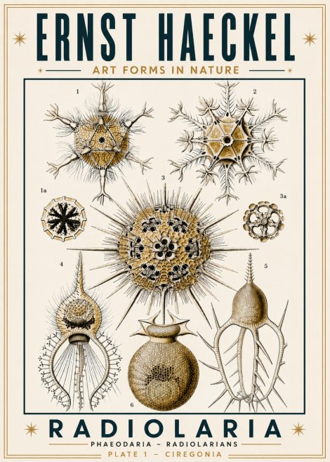Ernst Haeckel Radiolaria - Plate 1 - Ciregonia No6 - Juliste