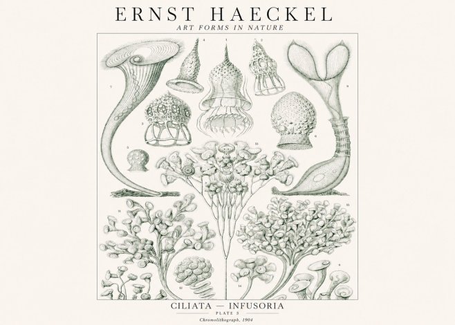 Ernst Haeckel Ciliata - Infusoria - Plate 3 No1 - Juliste