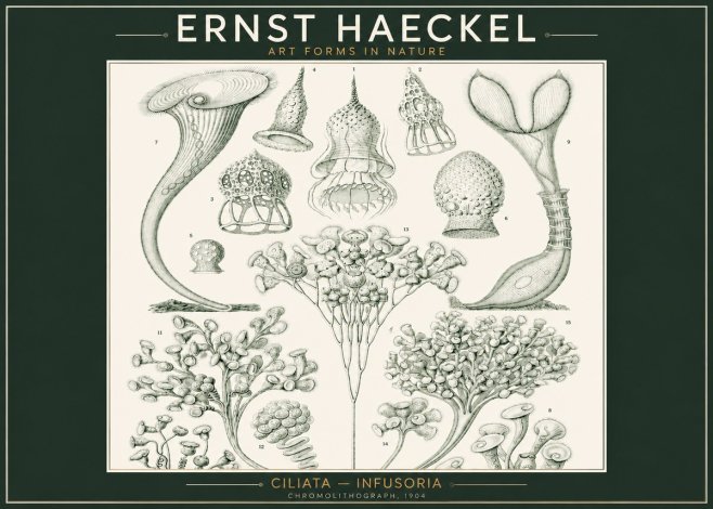 Ernst Haeckel Ciliata - Infusoria - Plate 3 No2 - Juliste