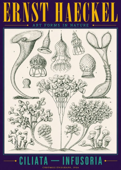 Ernst Haeckel Ciliata - Infusoria - Plate 3 No4 - Juliste