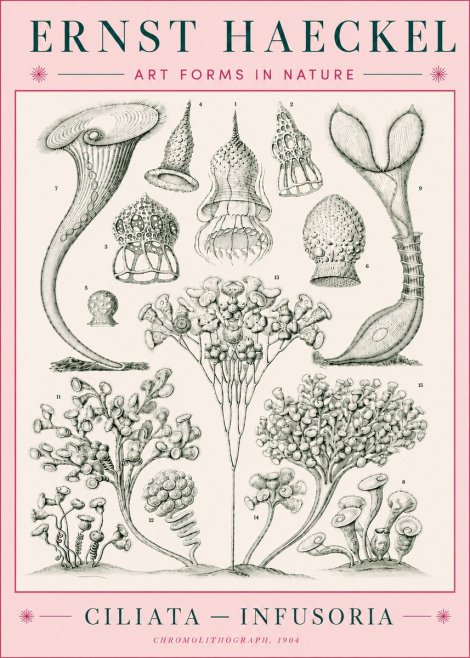 Ernst Haeckel Ciliata - Infusoria - Plate 3 No5 - Juliste