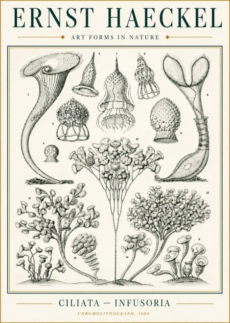 Ernst Haeckel Ciliata - Infusoria - Plate 3 No6 - Juliste