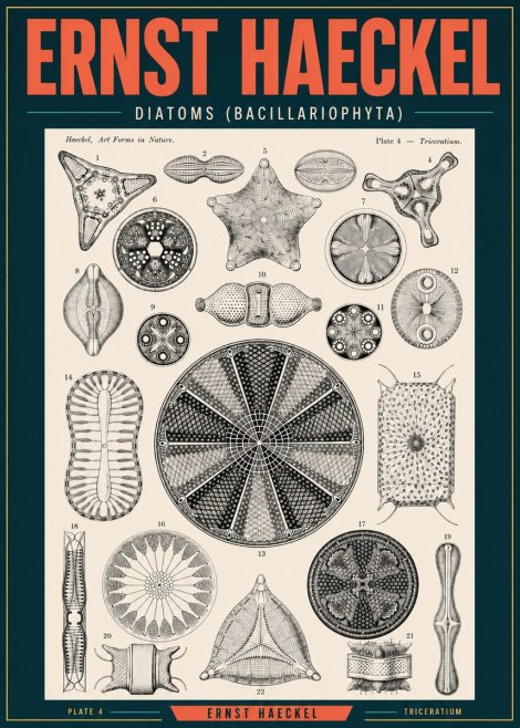 Ernst Haeckel Diatoms (Bacillariophyta) Plate 4 – Triceratium No2 - Juliste