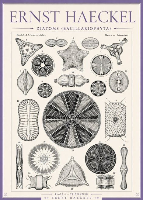 Ernst Haeckel Diatoms (Bacillariophyta) Plate 4 – Triceratium No3 - Juliste