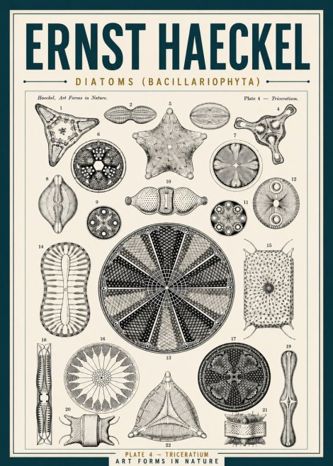 Ernst Haeckel Diatoms (Bacillariophyta) Plate 4 – Triceratium No5 - Juliste