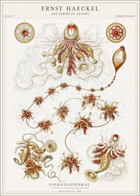 Ernst Haeckel Siphonophorae No1 - Juliste