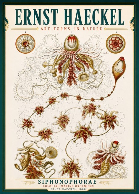 Ernst Haeckel Siphonophorae No4 - Juliste