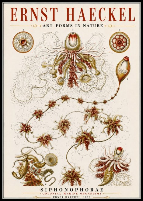 Ernst Haeckel Siphonophorae No6 - Juliste