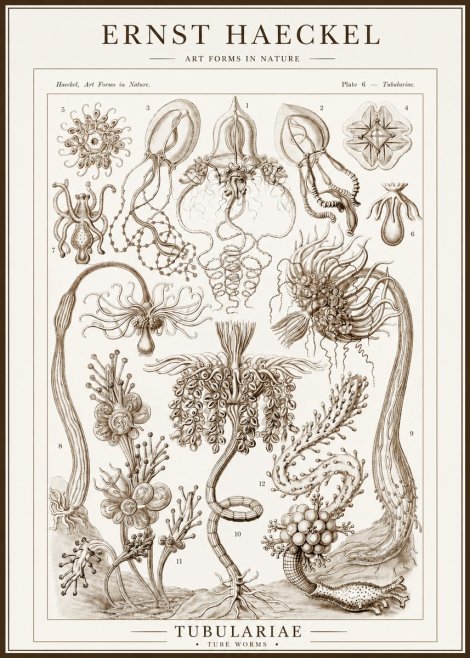 Ernst Haeckel Tubulariae No1 - Juliste