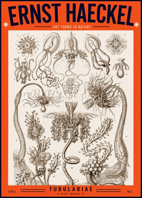 Ernst Haeckel Tubulariae No2 - Juliste