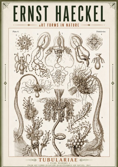 Ernst Haeckel Tubulariae No5 - Juliste