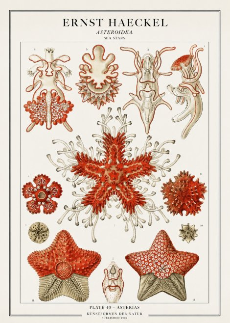 Ernst Haeckel Asteroidea. Sea Stars No1 - Juliste