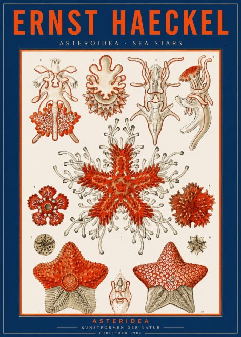 Ernst Haeckel Asteroidea. Sea Stars No2 - Juliste