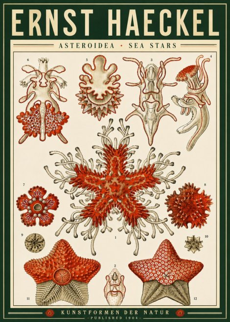 Ernst Haeckel Asteroidea. Sea Stars No4 - Juliste