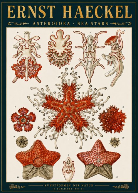 Ernst Haeckel Asteroidea. Sea Stars No6 - Juliste