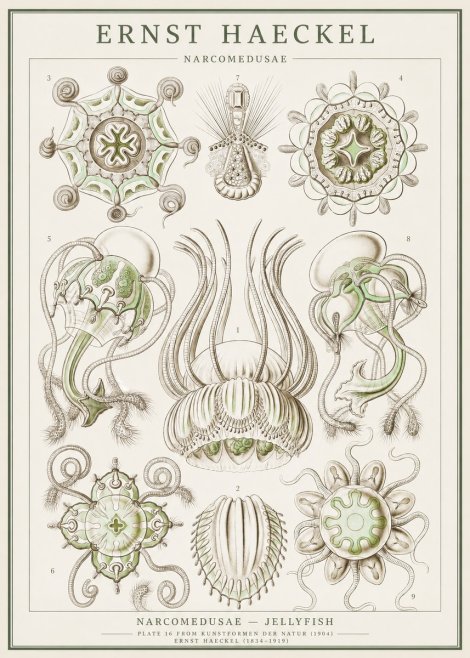 Ernst Haeckel Narcomedusae - Jellyfish No1 - Juliste
