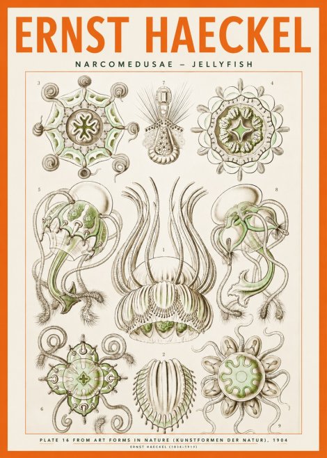 Ernst Haeckel Narcomedusae - Jellyfish No2 - Juliste