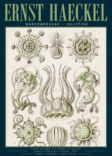 Ernst Haeckel Narcomedusae - Jellyfish No3 - Juliste