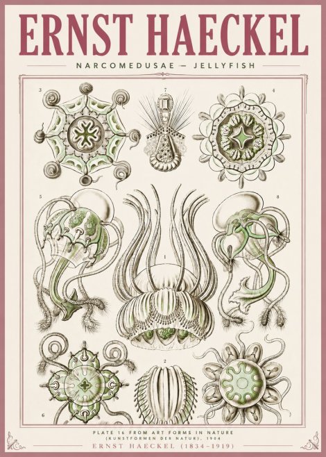 Ernst Haeckel Narcomedusae - Jellyfish No4 - Juliste