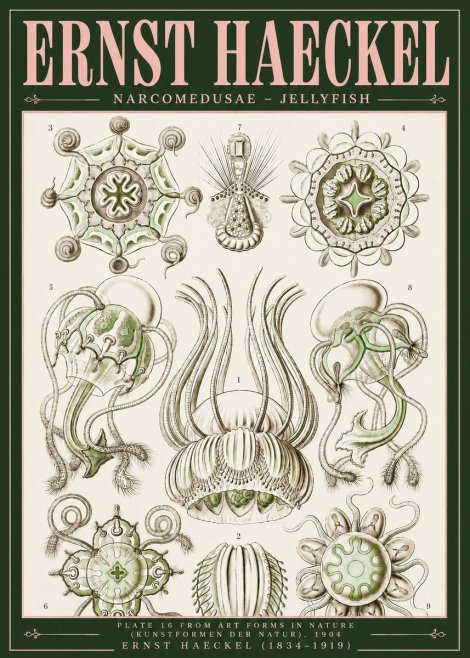Ernst Haeckel Narcomedusae - Jellyfish No5 - Juliste