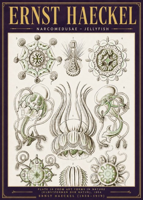 Ernst Haeckel Narcomedusae - Jellyfish No6 - Juliste